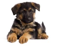What Sets AKC German Shepherd Puppies Apart